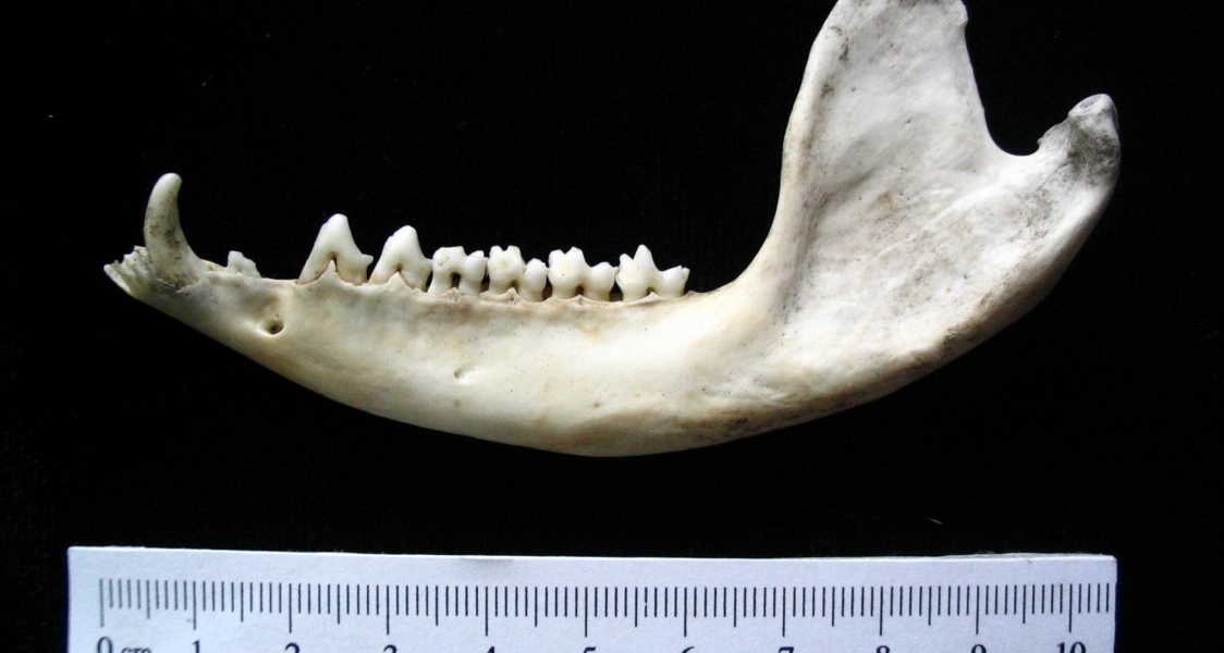 Opossum (Didelphis marsupialis) mandible