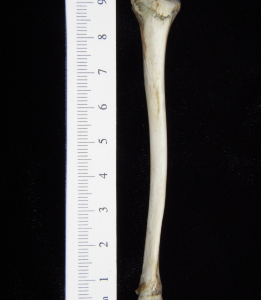 Opossum (Didelphis marsupialis) left tibia, anterior view