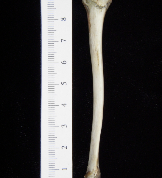 Opossum (Didelphis marsupialis) left tibia, anterior view