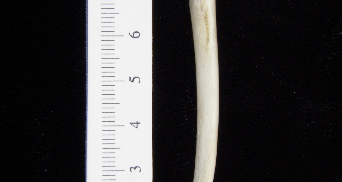 Opossum (Didelphis marsupialis) left tibia, anterior view