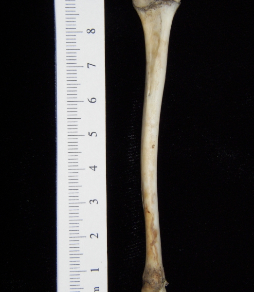 Opossum (Didelphis marsupialis) left tibia, posterior view