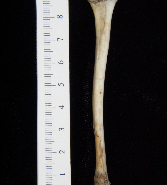 Opossum (Didelphis marsupialis) left tibia, posterior view