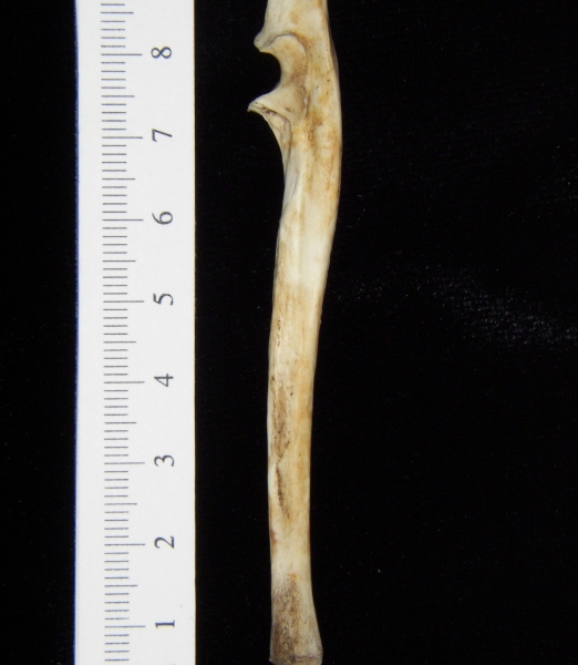 Opossum (Didelphis marsupialis) left ulna, lateral view