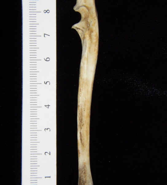 Opossum (Didelphis marsupialis) left ulna, lateral view