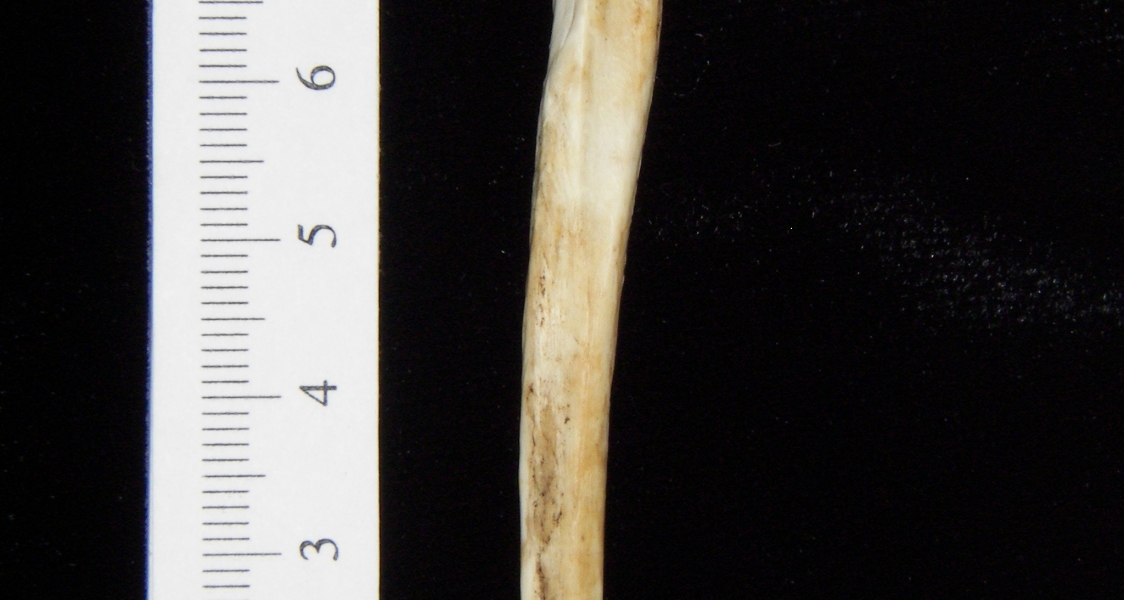 Opossum (Didelphis marsupialis) left ulna, lateral view