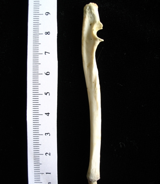 Opossum (Didelphis marsupialis) left ulna, medial view