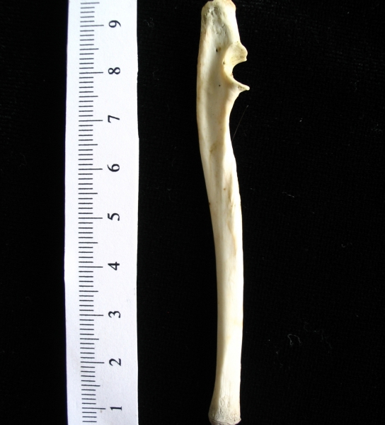 Opossum (Didelphis marsupialis) left ulna, medial view