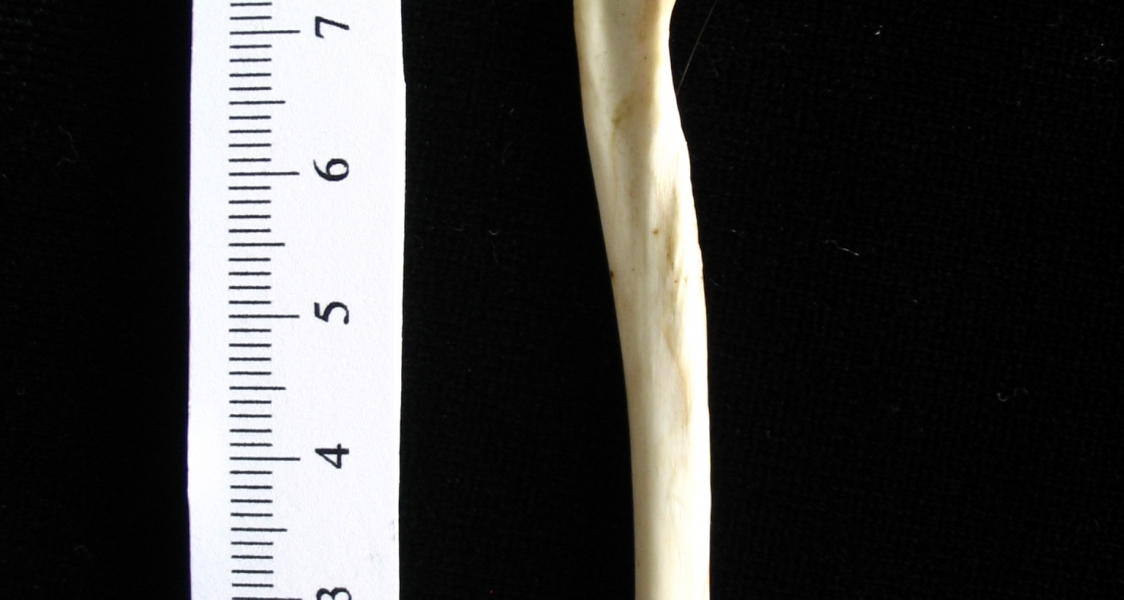 Opossum (Didelphis marsupialis) left ulna, medial view