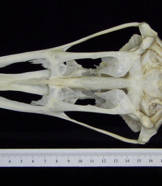 Ostrich (Struthio camelus) cranium, inferior view