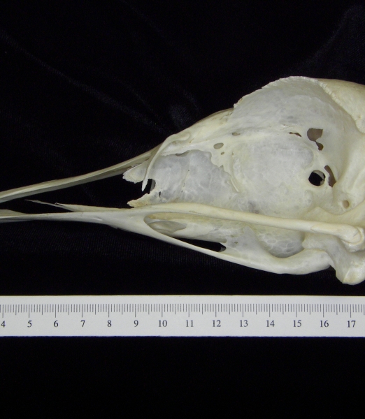 Ostrich (Struthio camelus) cranium, lateral view