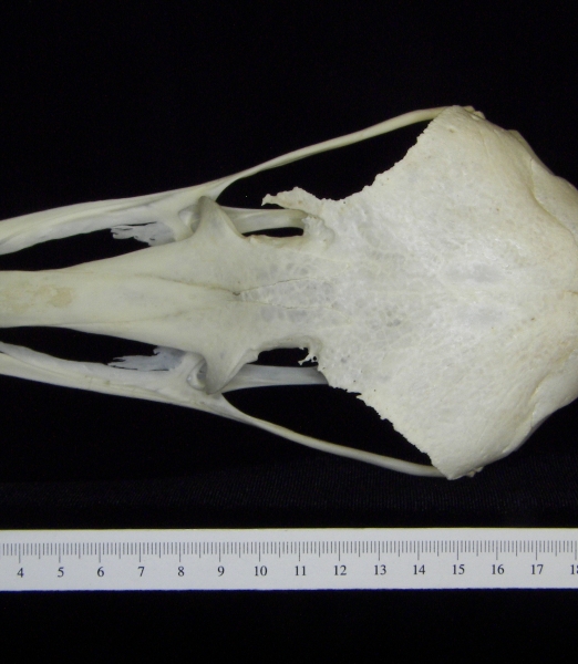 Ostrich (Struthio camelus) cranium, superior view