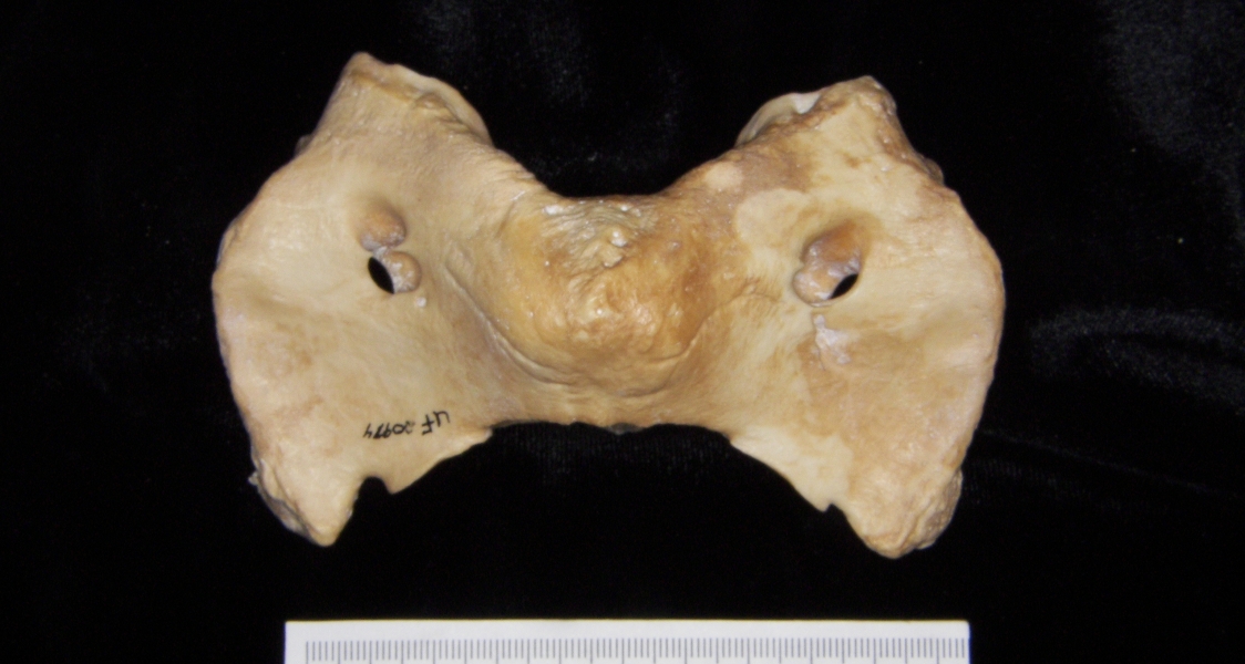 Pig (Sus scrofa) 1st cervical vertebra, superior view