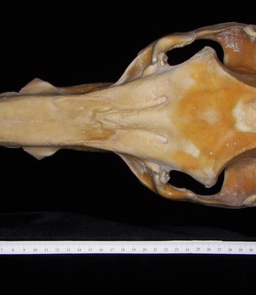 Pig (Sus scrofa) cranium, superior view