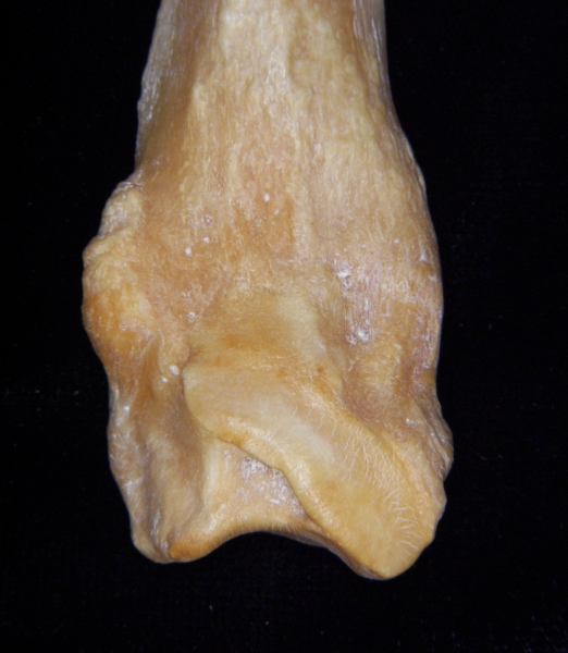 Pig (Sus scrofa) fibula, distal aspect