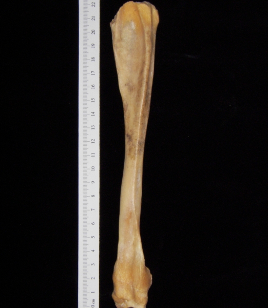 Pig (Sus scrofa) fibula, view 2