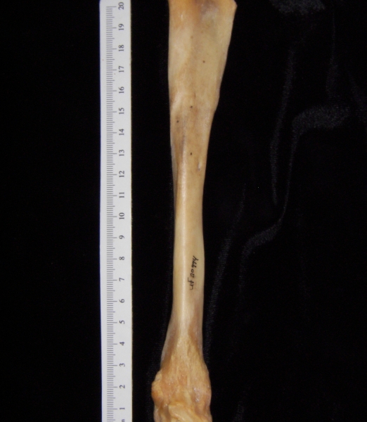 Pig (Sus scrofa) fibula