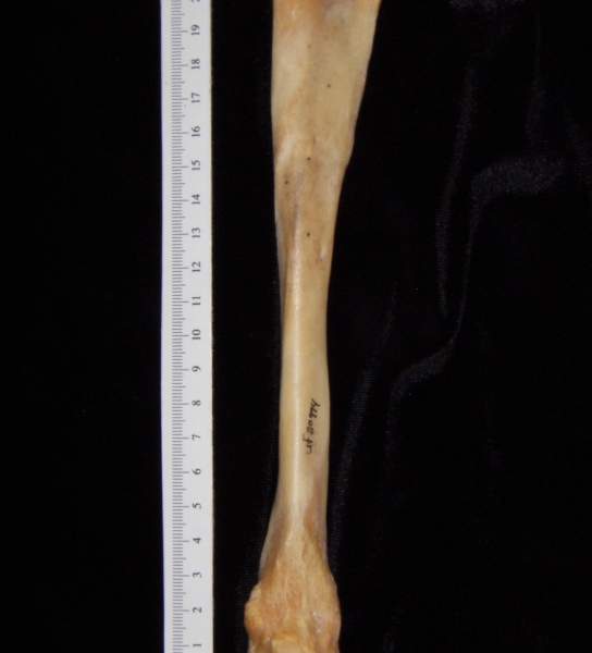 Pig (Sus scrofa) fibula