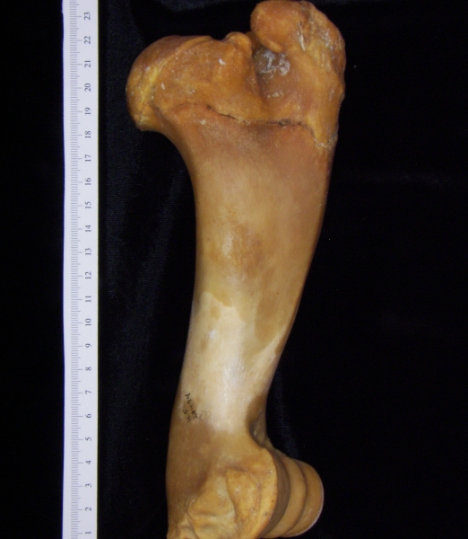 Pig (Sus scrofa) left humerus