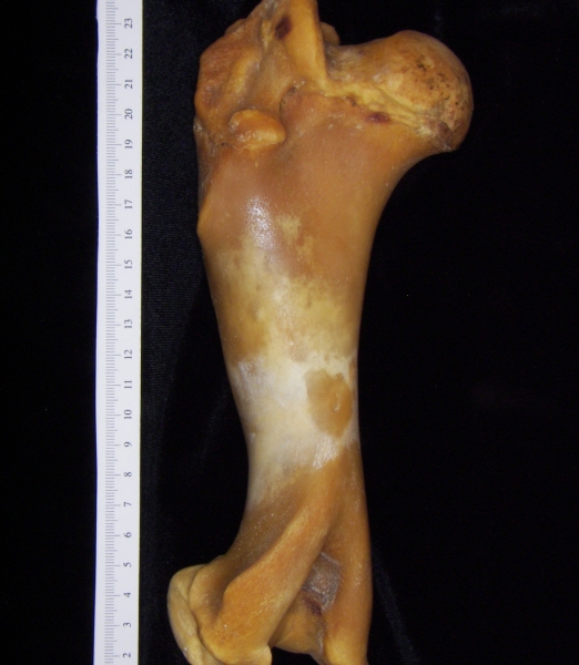 Pig (Sus scrofa) humerus, view 2