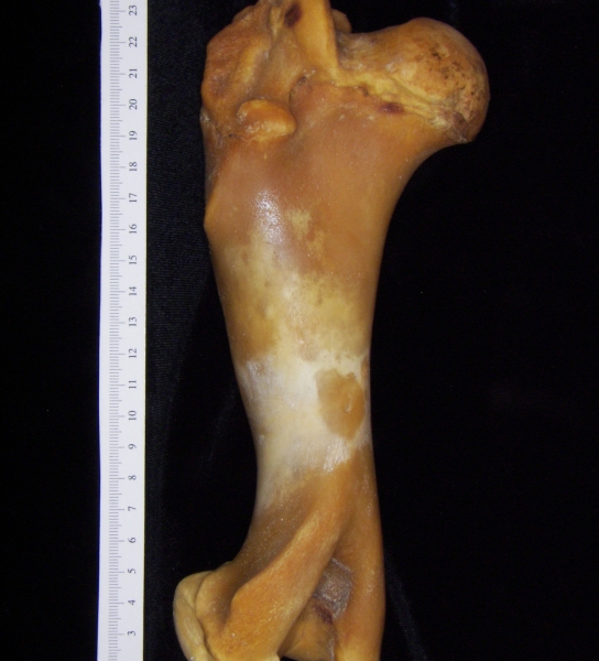 Pig (Sus scrofa) humerus, view 2