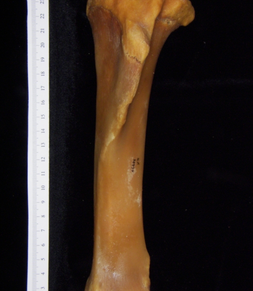 Pig (Sus scrofa) left tibia, anterior view