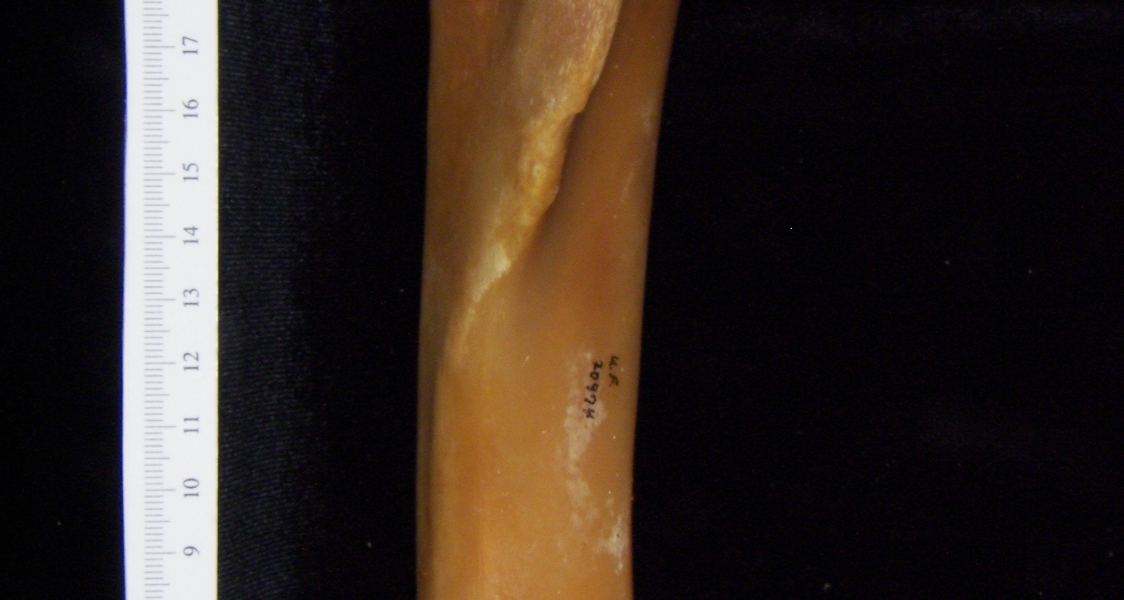 Pig (Sus scrofa) left tibia, anterior view