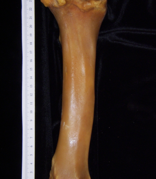 Pig (Sus scrofa) left tibia, posterior view