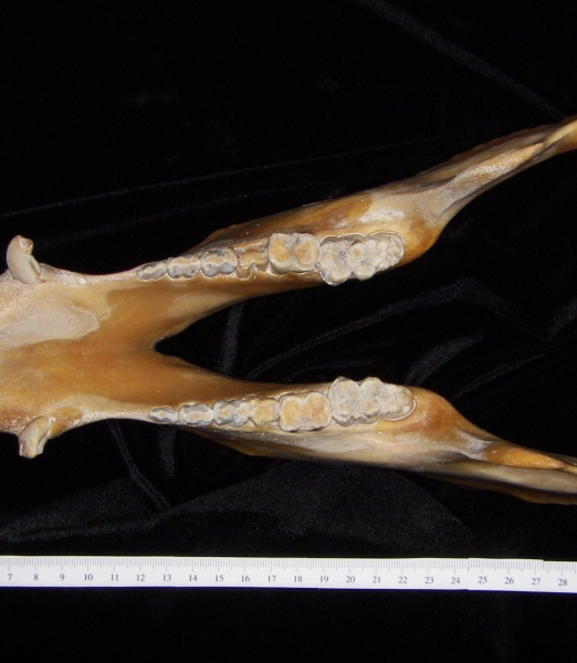 Pig (Sus scrofa) mandible, superior view