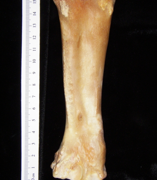 Pig (Sus scrofa) radius, view 2