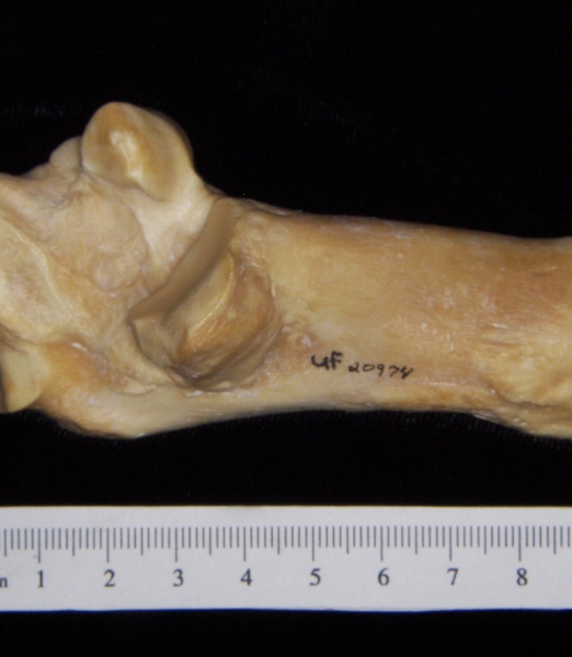 Pig (Sus scrofa) calcaneus, medial view