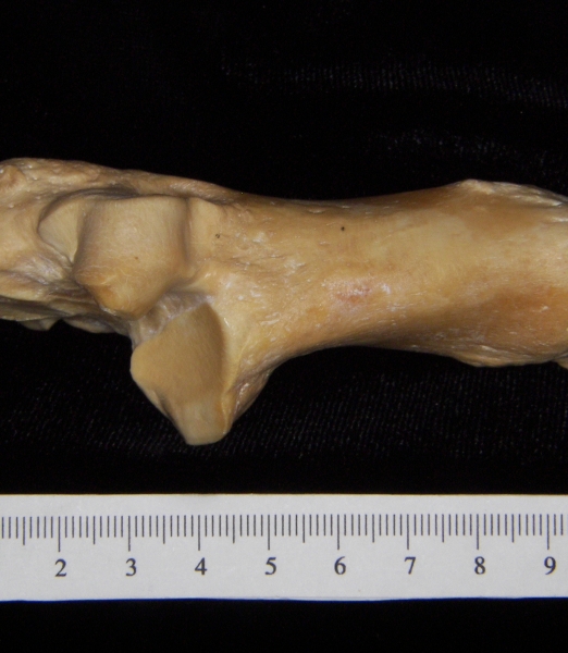 Pig (Sus scrofa) calcaneus, superior view