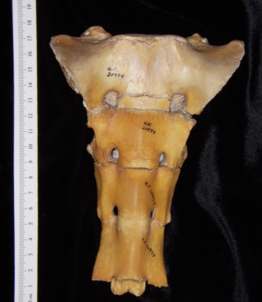 Anterior View Domestic Pig Sacrum