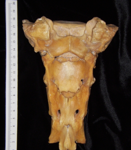 Posterior View Domestic Pig Sacrum