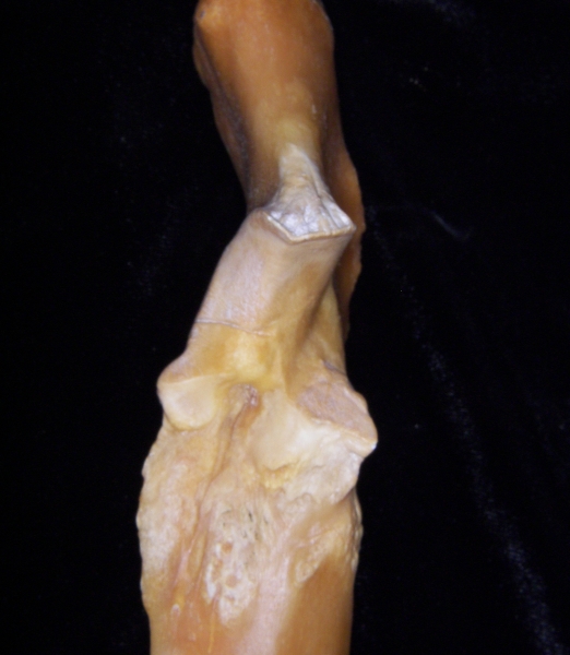 Pig (Sus scrofa) ulna, proximal aspect