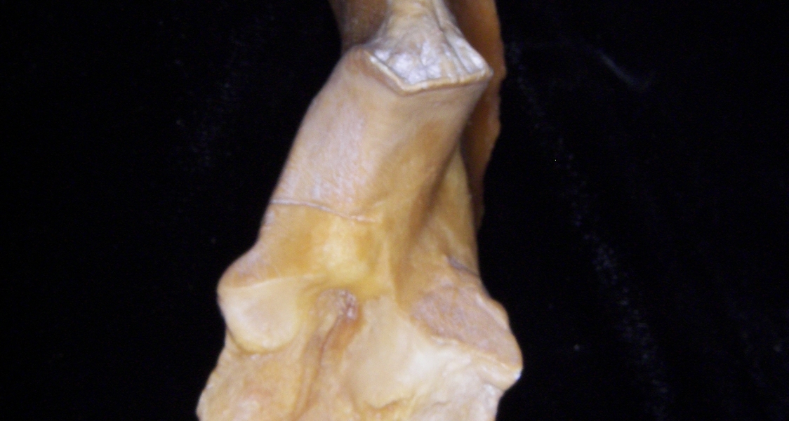 Pig (Sus scrofa) ulna, proximal aspect