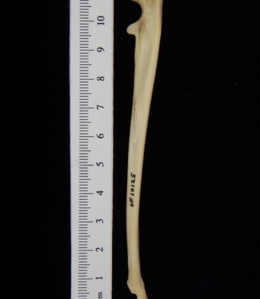 Raccoon (Procyon lotor) left ulna, lateral view