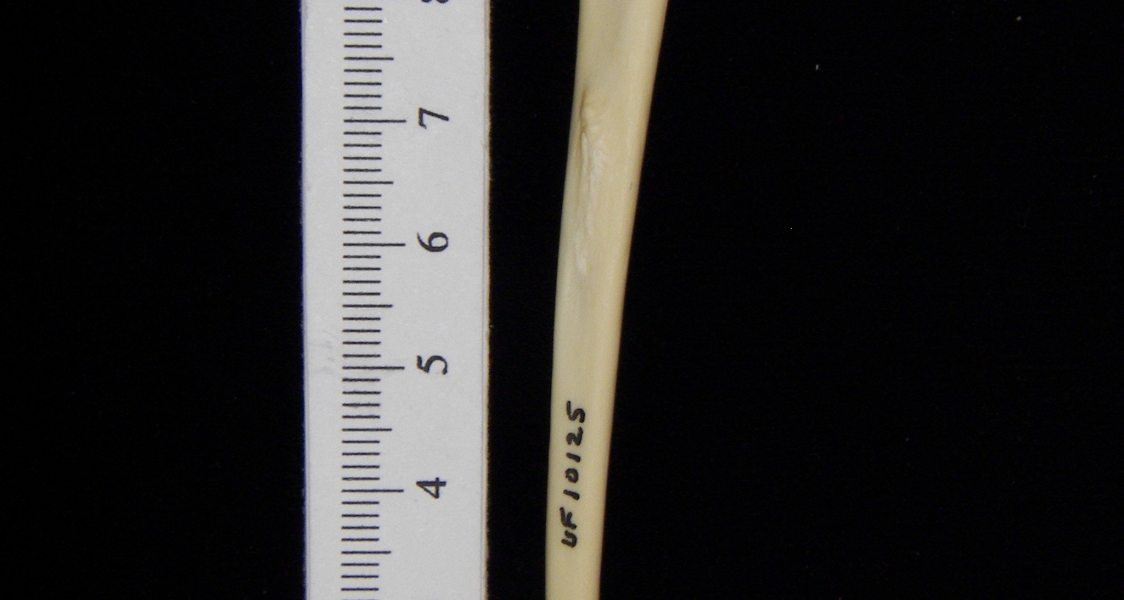 Raccoon (Procyon lotor) left ulna, lateral view