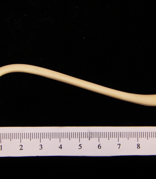 Raccoon (Procyon lotor) baculum