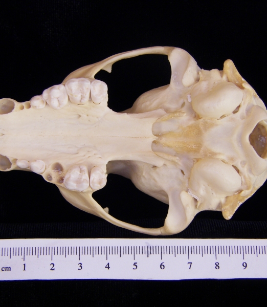 Raccoon (Procyon lotor) cranium, inferior view