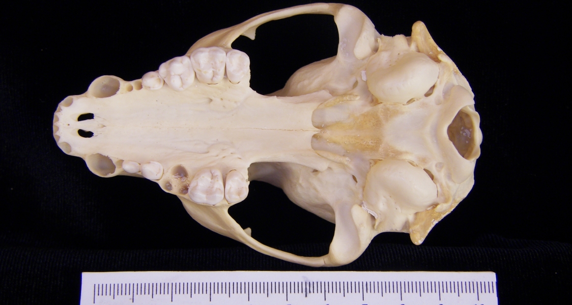 Raccoon (Procyon lotor) cranium, inferior view