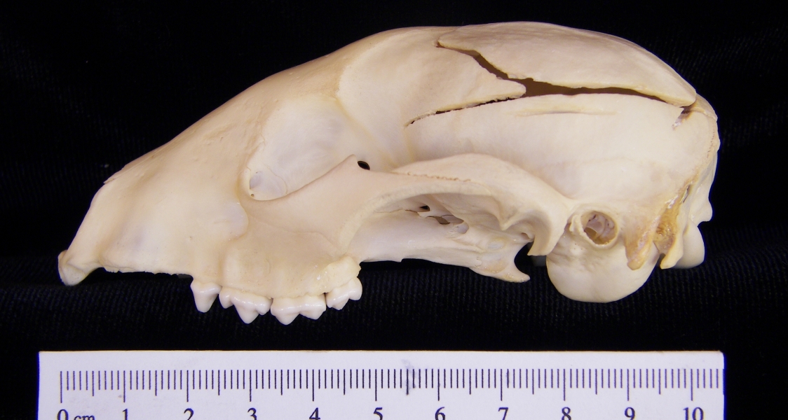 Raccoon (Procyon lotor) cranium, lateral view