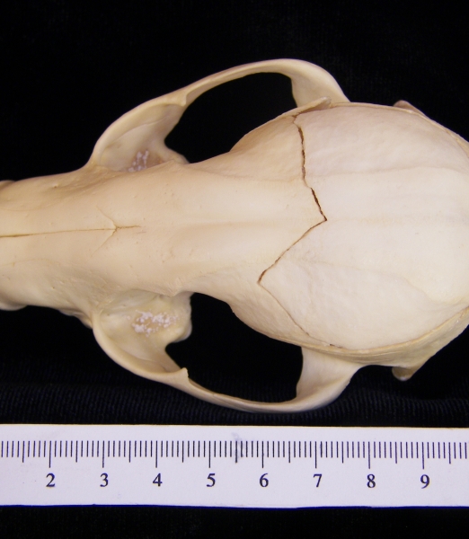 Raccoon (Procyon lotor) cranium, superior view