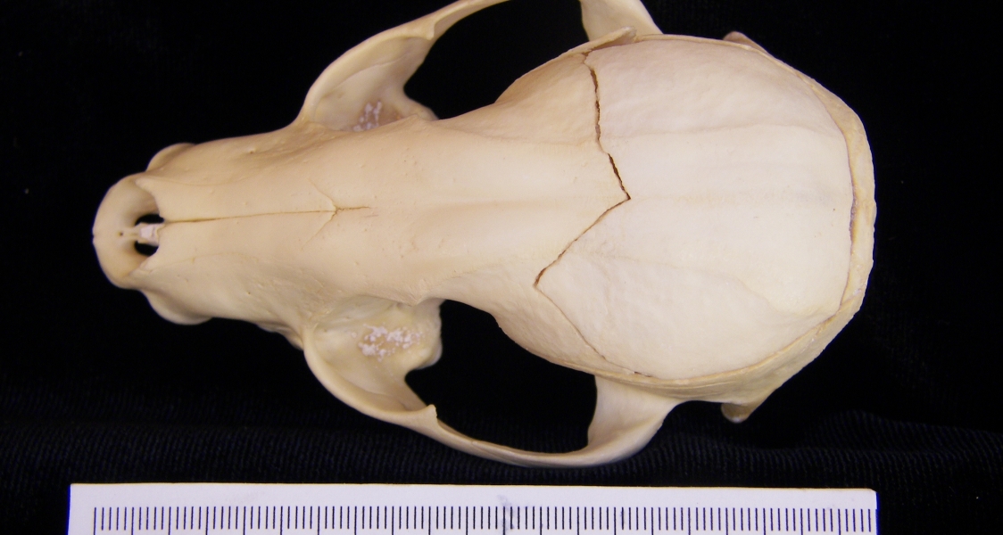 Raccoon (Procyon lotor) cranium, superior view