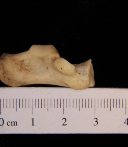 Raccoon (Procyon lotor) left calcaneus, medial view