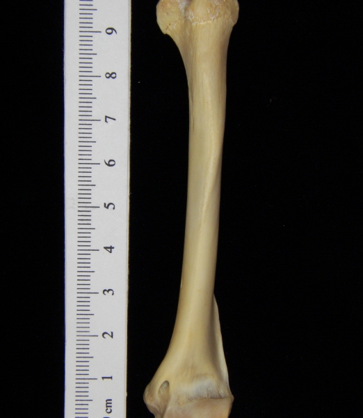 Raccoon (Procyon lotor) left humerus, lateral view