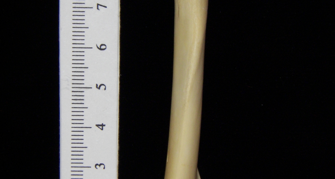 Raccoon (Procyon lotor) left humerus, lateral view