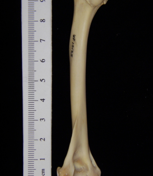 Raccoon (Procyon lotor) left humerus, medial view