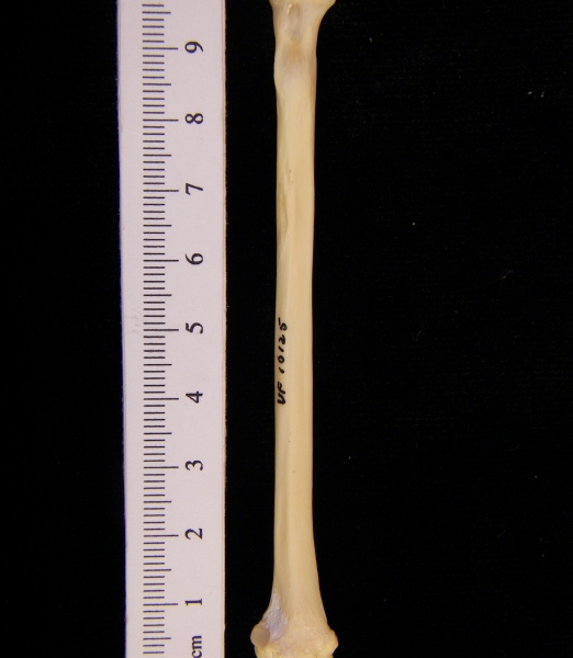 Raccoon (Procyon lotor) left radius, anterior view