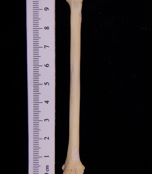 Raccoon (Procyon lotor) left radius, posterior view