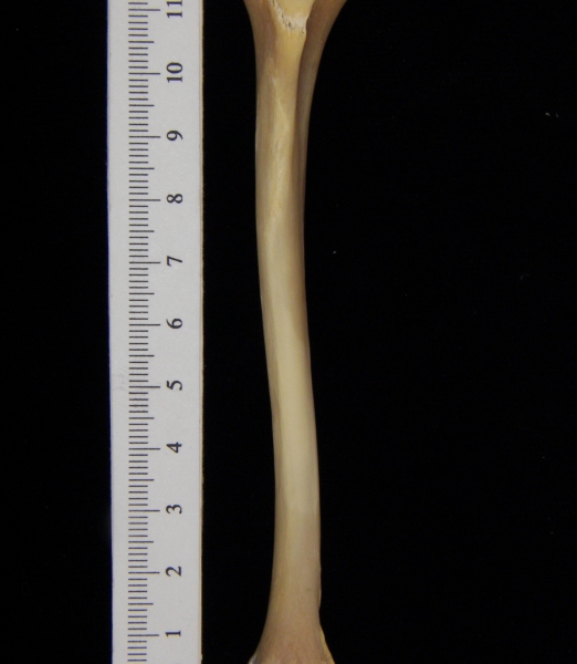 Raccoon (Procyon lotor) left tibia, anterior view